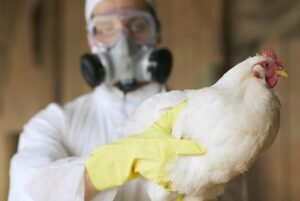 ▷ Decretan alerta sanitaria en cinco estados tras detectarse varias aves con la gripe aviar H5N1 #2Dic