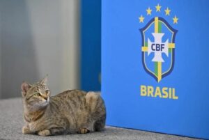 ▷ Foro de Protección Animal demandó a la Confederación Brasileña de Fútbol por $200.000 #13Dic