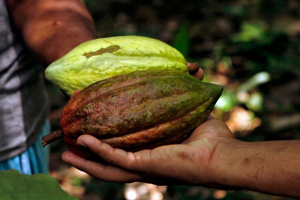 Advierten que producción de cacao cayó 30 % por proliferación de plagas en Sucre - El Diario