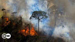 Alemania contribuirá con nuevos fondos para preservar la Amazonía | El Mundo | DW