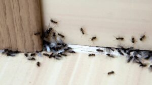 Así es cómo podrás eliminar las molestas hormigas en tu casa