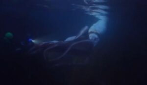 Buzos capturan VIDEO EXCLUSIVO de un rarísimo calamar gigante en la costa de Japón... ¡mide casi 3 metros!