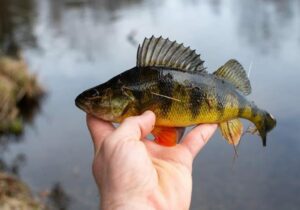 Comer un pescado de río en EE. UU. es como beber agua contaminada durante un mes, según estudio – SuNoticiero