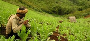 Cultivo del opio crece en Myanmar después del golpe militar