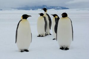 Descubren nueva colonia de pingüinos emperador en la Antártida gracias a imágenes satelitales | Diario El Luchador