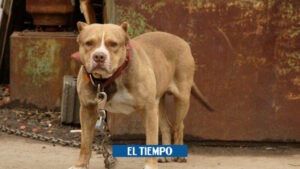 Dos perros pitbull atacan a adulta mayor en Pereira - Colombia