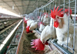 Ecuador busca vacuna para frenar contagio de gripe aviar