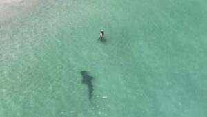 El Aterrador video de un dron que muestra un tiburón acechando a bañistas en una playa