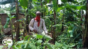 En África, se lucha contra el hambre con pesticidas tóxicos | Política | DW