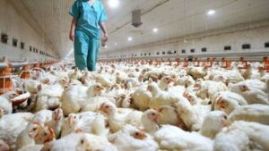 Honduras declara emergencia sanitaria por influenza aviar
