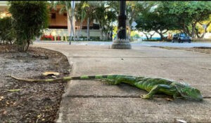 Iguanas se desploman por el frío de los árboles en Estados Unidos