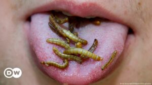 La UE autoriza dos insectos para consumo humano | Ciencia y Ecología | DW