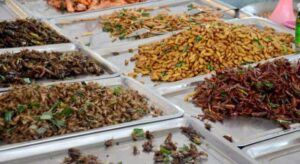 La UE autoriza dos insectos para consumo humano | Diario El Luchador