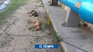 Ladrones envenenaron los perros, amordazaron al guardia y robaron empresa - Barranquilla - Colombia