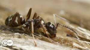 Las hormigas pueden detectar el olor del cáncer en la orina | Ciencia y Ecología | DW