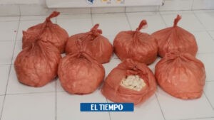 Magdalena: decomisan 4.500 huevos de iguana que iban a ser comercializados - Otras Ciudades - Colombia