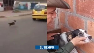 Perro en Bucaramanga persiguió a su ama detrás de un carro. Fue rescatado - Santander - Colombia