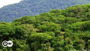 Protección del clima en Brasil: ¿Podrá Lula salvar el Amazonas? | Proteccion del medioambiente | DW