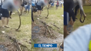 Serpiente venenosa mordió a un joven en Cali que trató de protegerla - Cali - Colombia