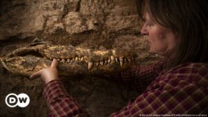 Sorpresa arqueológica: Hallan diez momias de cocodrilo en intacta tumba egipcia | Ciencia y Ecología | DW