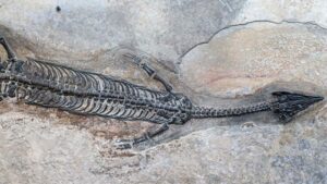 ¡ALUCINANTE! Paleontólogos descubrieron una criatura marina, nunca antes vista, que vivió hace 244 millones de años