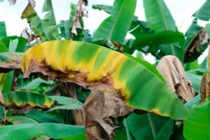Alertan que el hongo Fusarium en cultivos de plátano podría afectar la economía de productores – SuNoticiero