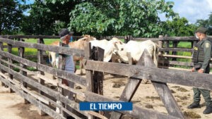 Atlántico: mujer dispara en el pene a un vecino por unas vacas - Barranquilla - Colombia