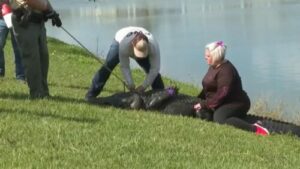 Caimán mata a mujer que paseaba con su perro en Florida