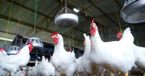 Crece la preocupación por la gripe aviar: el Senasa confirmó otros dos casos
