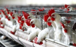 Cuáles son las razones de los brotes de gripe aviar que avanzan en Sudamérica