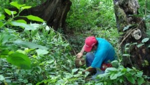 Cuestionan pagos por servicios ambientales en la Amazonia