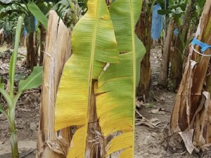 Declaran emergencia por hongo del banano en el país y prohíben importación agrícola desde Colombia