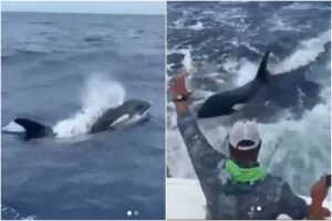 El emocionante avistamiento de dos ballenas orca cerca de Los Roques (+Video)