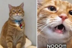 Este gato se hizo famoso en TikTok por sus curiosos maullidos: pareciera que hablara (+Video)