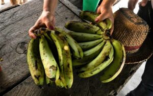 Hongo del banano y plátano: qué es el Foc R4T y cuál es su riesgo en Venezuela