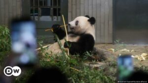 Japoneses se despiden con tristeza de cuatro osos panda | El Mundo | DW