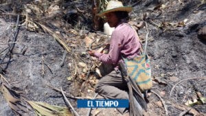 La Guajira: hectáreas afectadas por incendios forestales - Otras Ciudades - Colombia