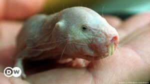 La rata topo desnuda, el extraño animal que desafía las reglas de la vida | Ciencia y Ecología | DW