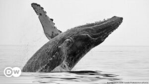 Las ballenas han dejado de cantar para luchar por el amor, según nuevo estudio | Ciencia y Ecología | DW