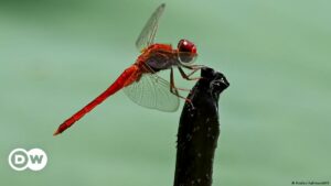 Las libélulas inspiran nuevos materiales capaces de repeler los microbios | El Mundo | DW