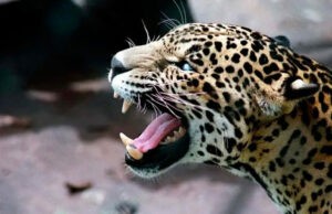 Leopardo entró a un tribunal en la India y atacó a cinco personas