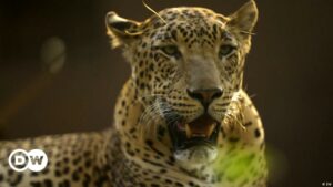 Leopardo irrumpe en un juzgado y deja cinco personas heridas en India | El Mundo | DW