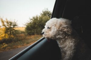 Proyecto de ley en EE.UU. busca que perros no saquen la cabeza de los vehículos