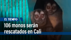 Rescate de monos del laboratorio Caucaseco, en Cali - Cali - Colombia