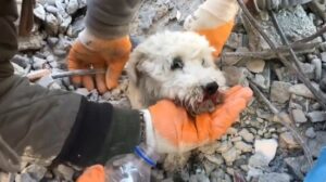 Salvan a perrito sepultado bajo los escombros en Turquía