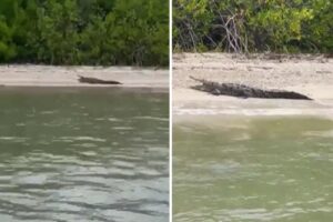 Turistas de Tucacas grabaron un caimán en las orillas de la playa (+Video)