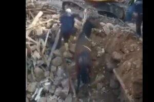 Vea cómo sacan a caballo vivo entre escombros tras 21 días del terremoto