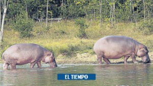 Antioquia: Así será la salida del país de los hipopótamos de Pablo Escobar - Medellín - Colombia
