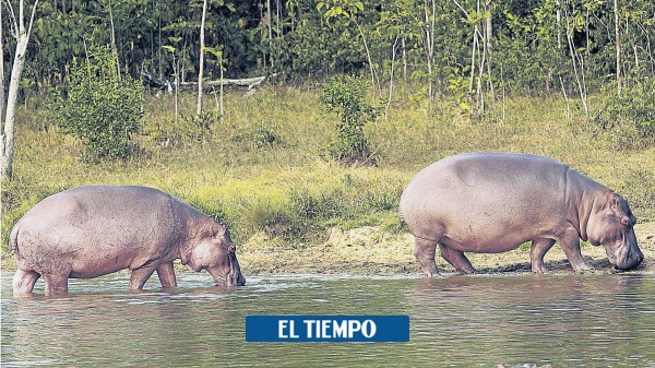 Antioquia: Así será la salida del país de los hipopótamos de Pablo Escobar - Medellín - Colombia