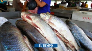 Bocachico: el pez argentino con el que lo confunden con el de Colombia - Santander - Colombia